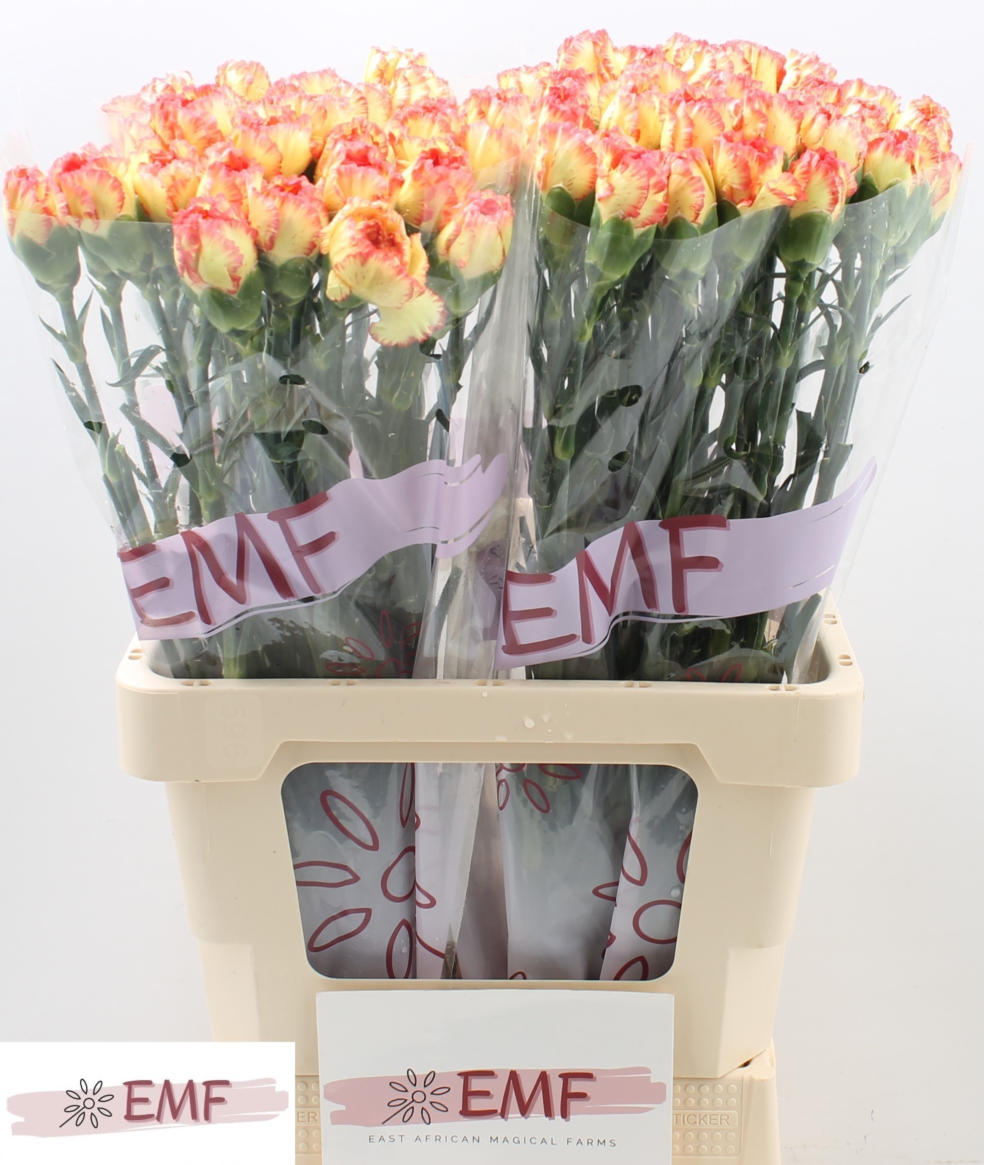 Диантус од. Диего, шт. Диантус од. Диего, шт.