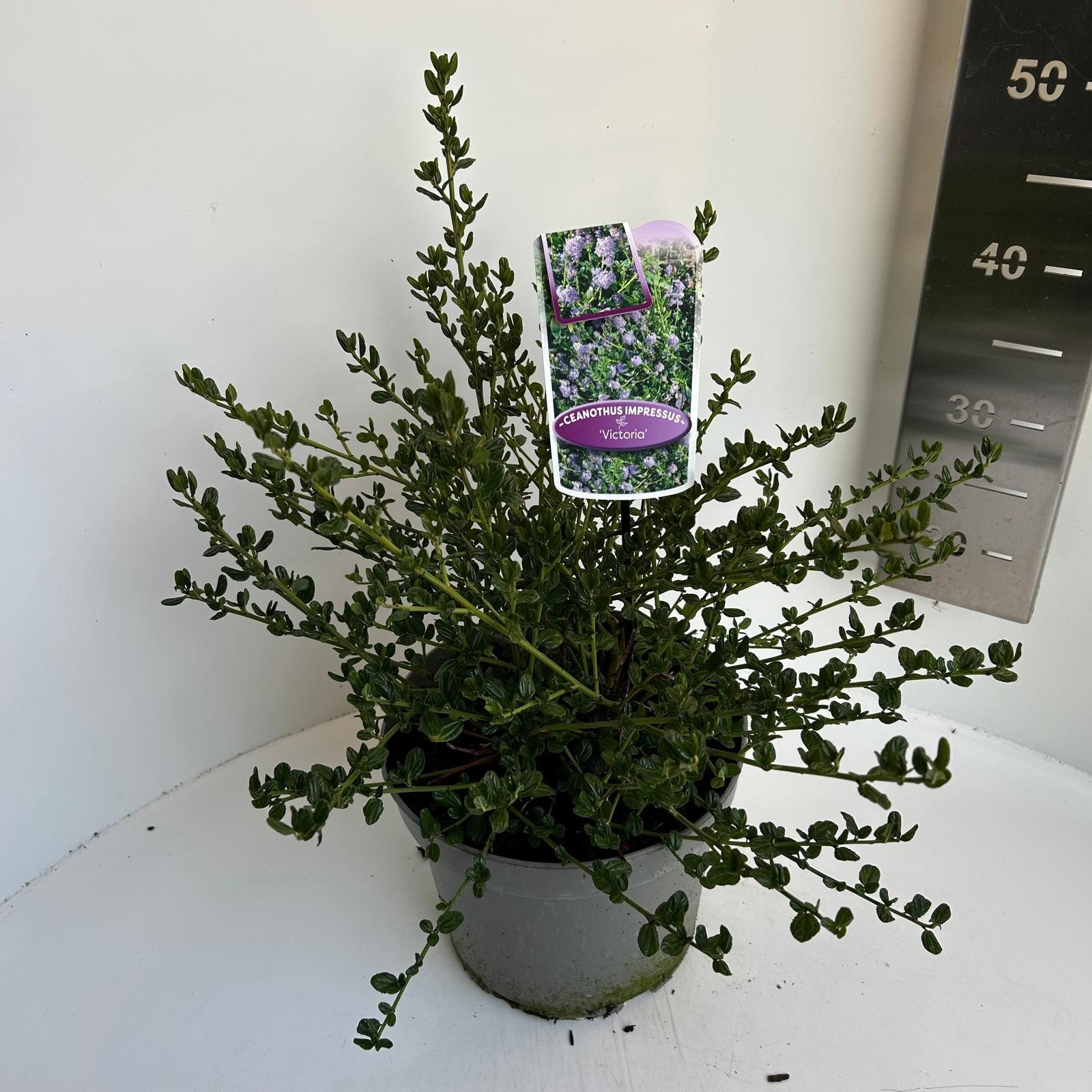 Ceanothus impressus Victoria, D 23