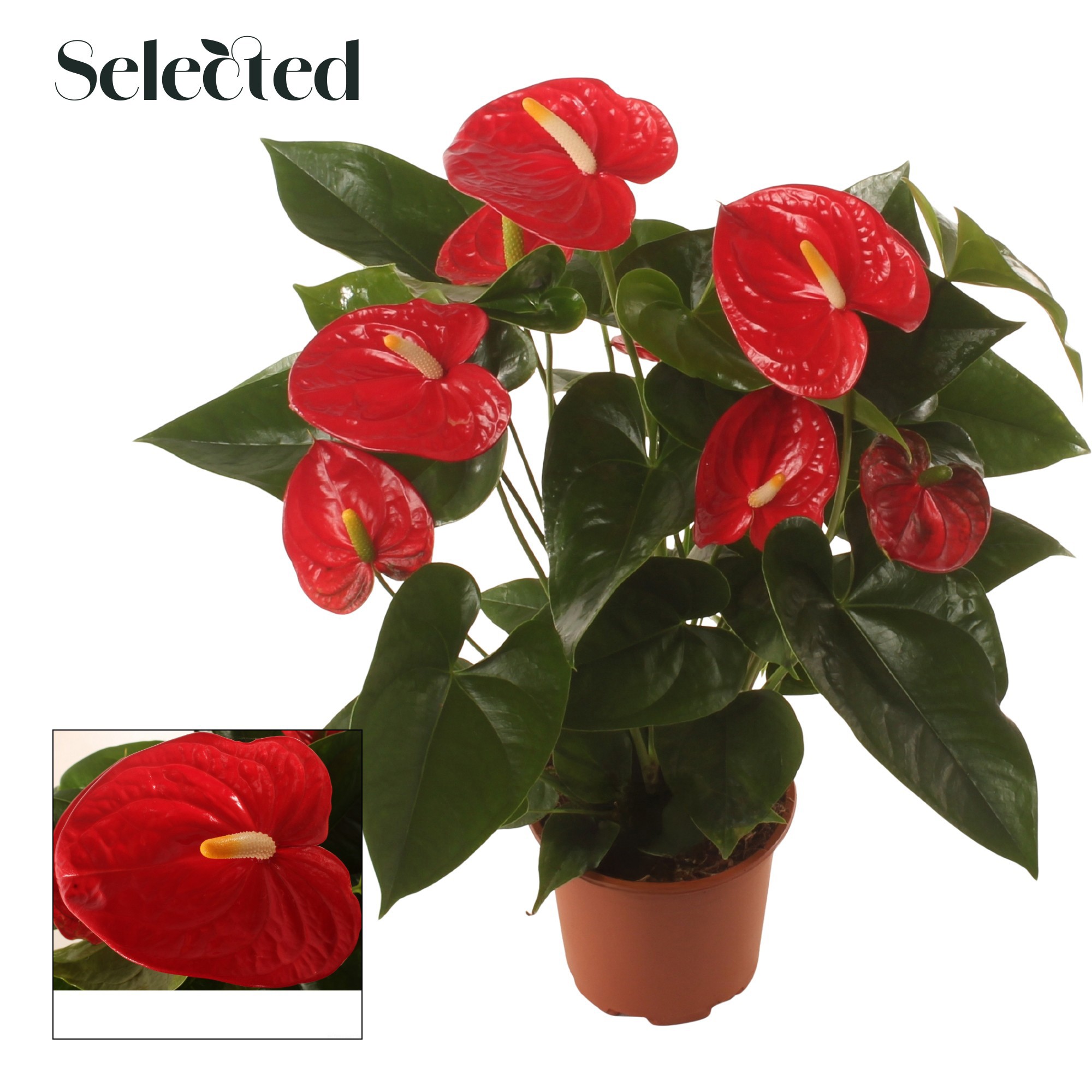 Anth. Famous Red P17 Selected, D 17 cm