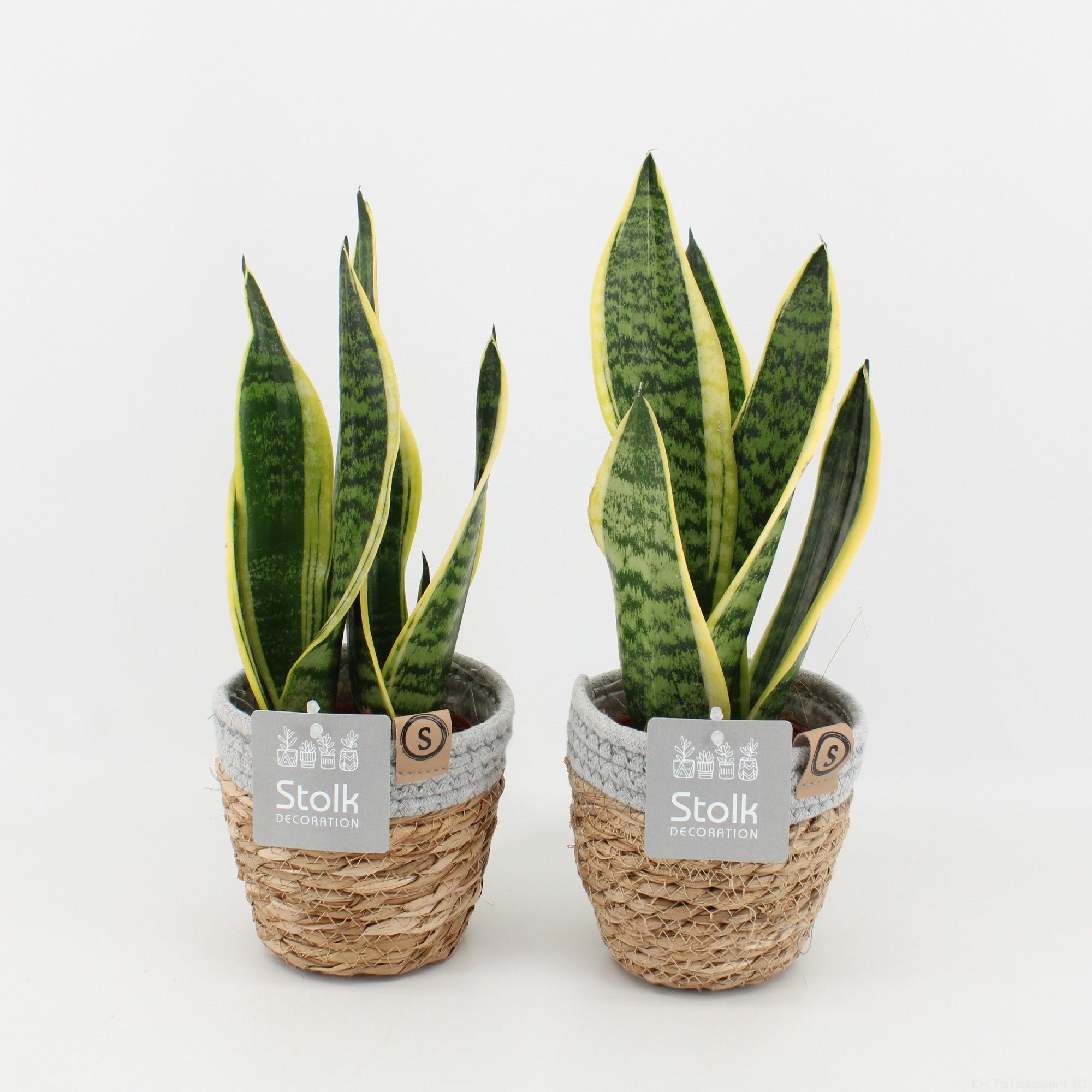 Sansevieria trifasciata Futura Superba in Basket, D 13