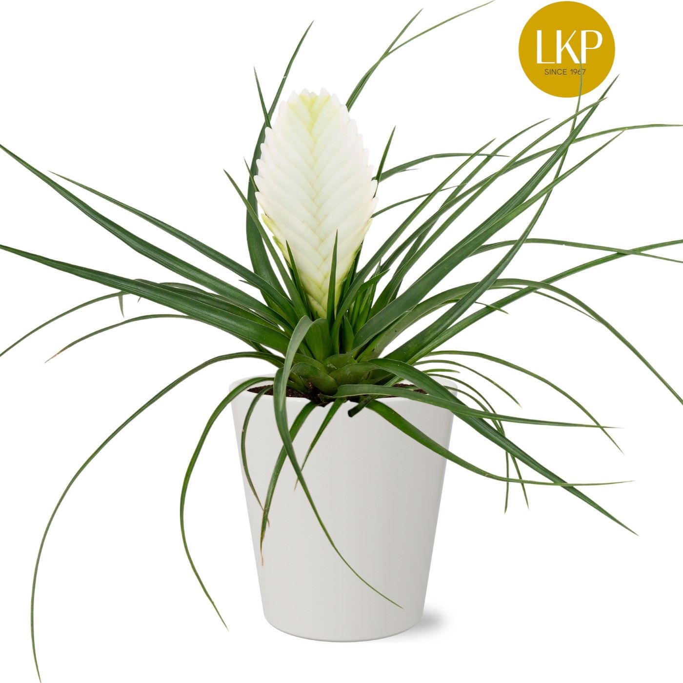 Tillandsia Biancini Wit Coco, D 10