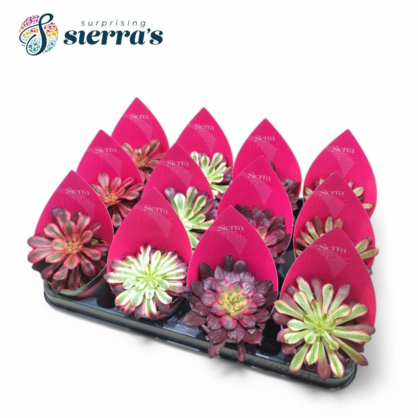 Sierra's® - Aeonium Mix (Exclusive), D 8,5