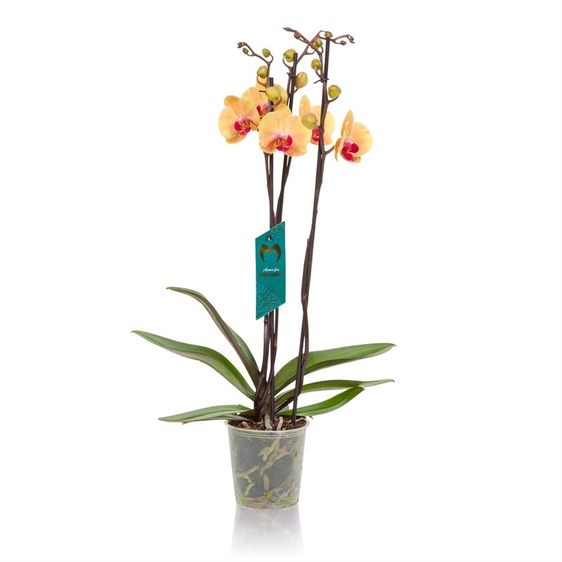 Phalaenopsis - 3T 20+ Geel, D 12