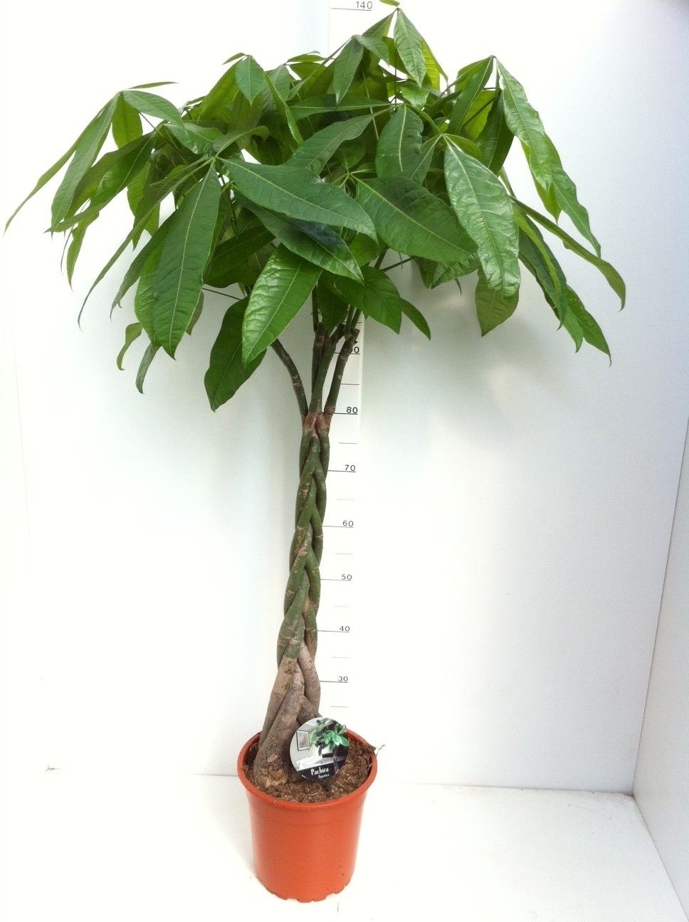 Pachira Aquatica 24 cm, D 24