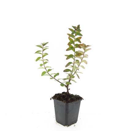 Hypericum dummeri 'Peter Dummer', D 9 cm