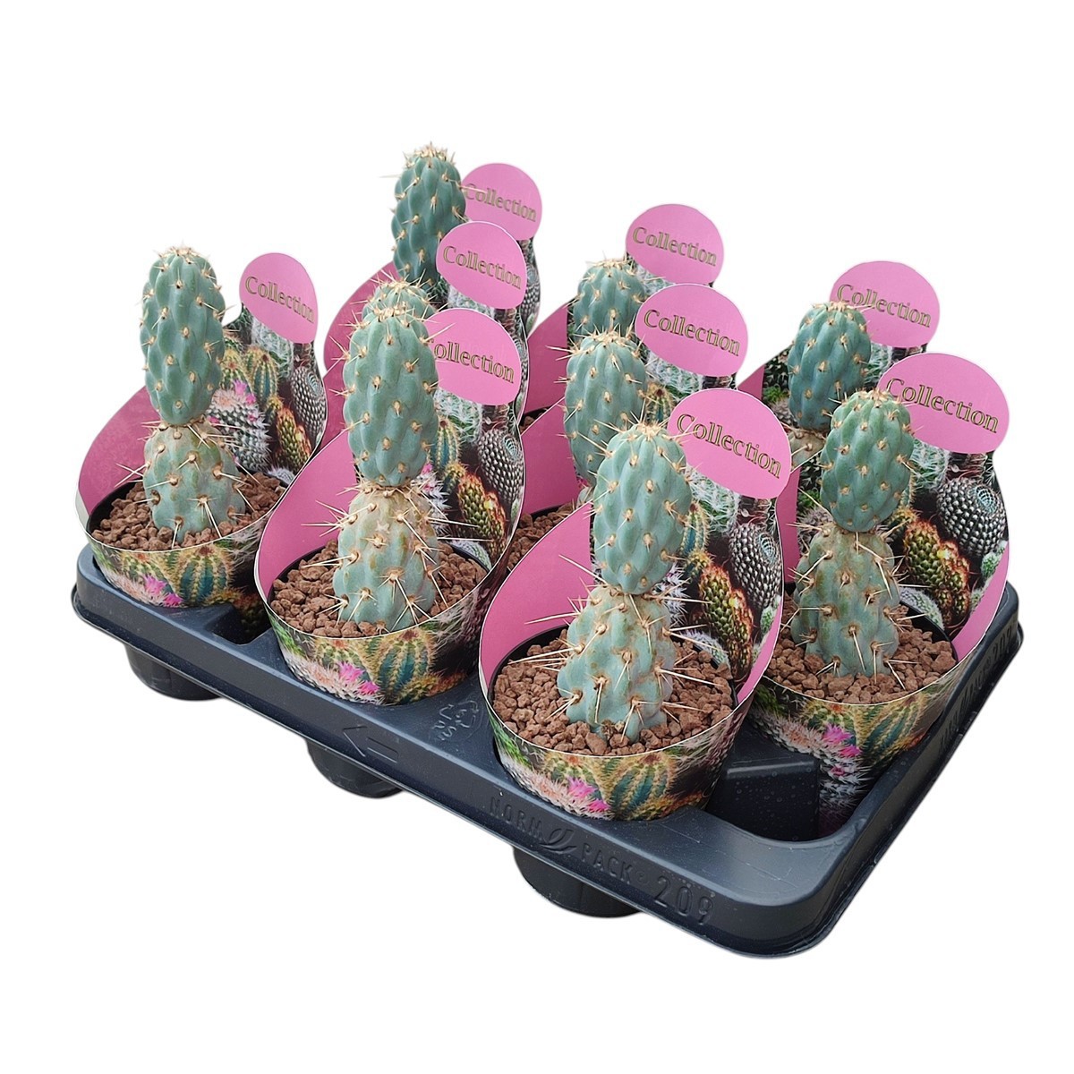 OPUNTIA MIQUELII- POT Ø 10,5 - COLLECTION WITH POTCOVER (CACTUS), D 10,5