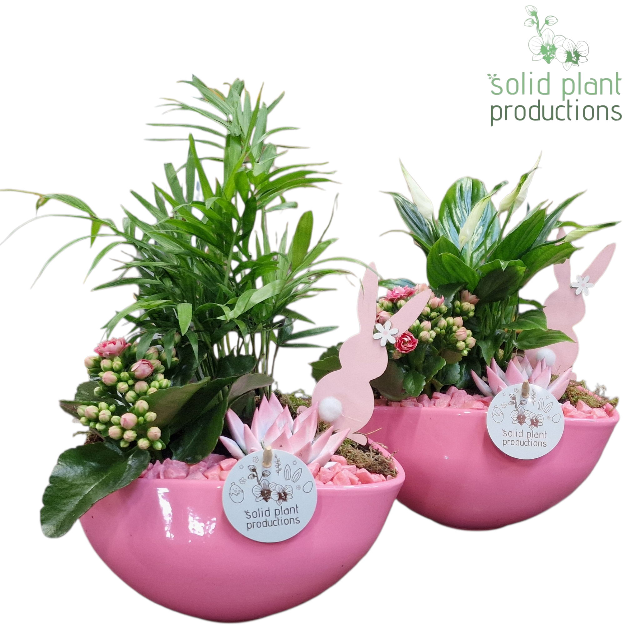 SCE005 Evelyn Pink Mix Easter, D 22