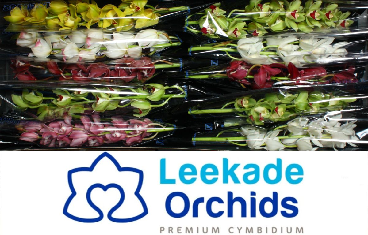 Цимбидиум мини Микс x10 60, шт.