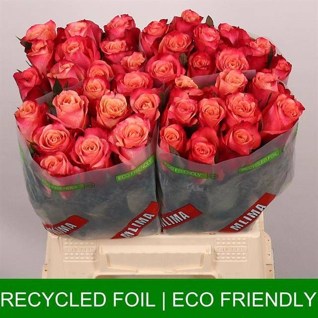 Роза од. Хелен 40, шт.