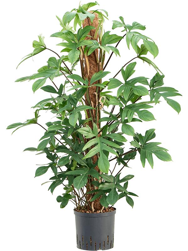 Philodendron pedatum, D 22 cm
