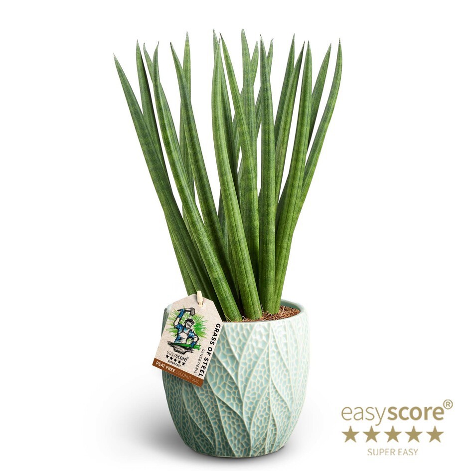 SANSEVIERIA CYLINDRICA 41131635 Leaf Ocean Spaghetti, D 12