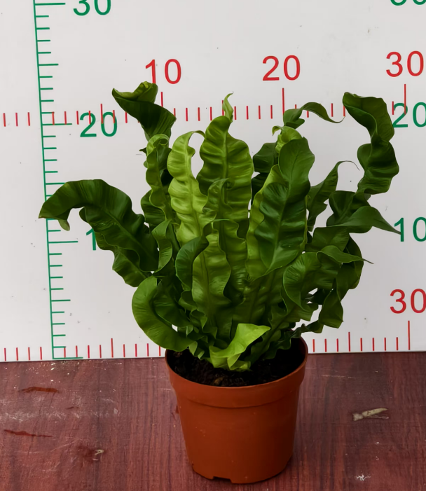 Блечнум ориентале Фламе Берд Нест 11 30