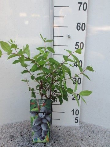 Lonicera k. Woloszebnica P14, D 14 cm