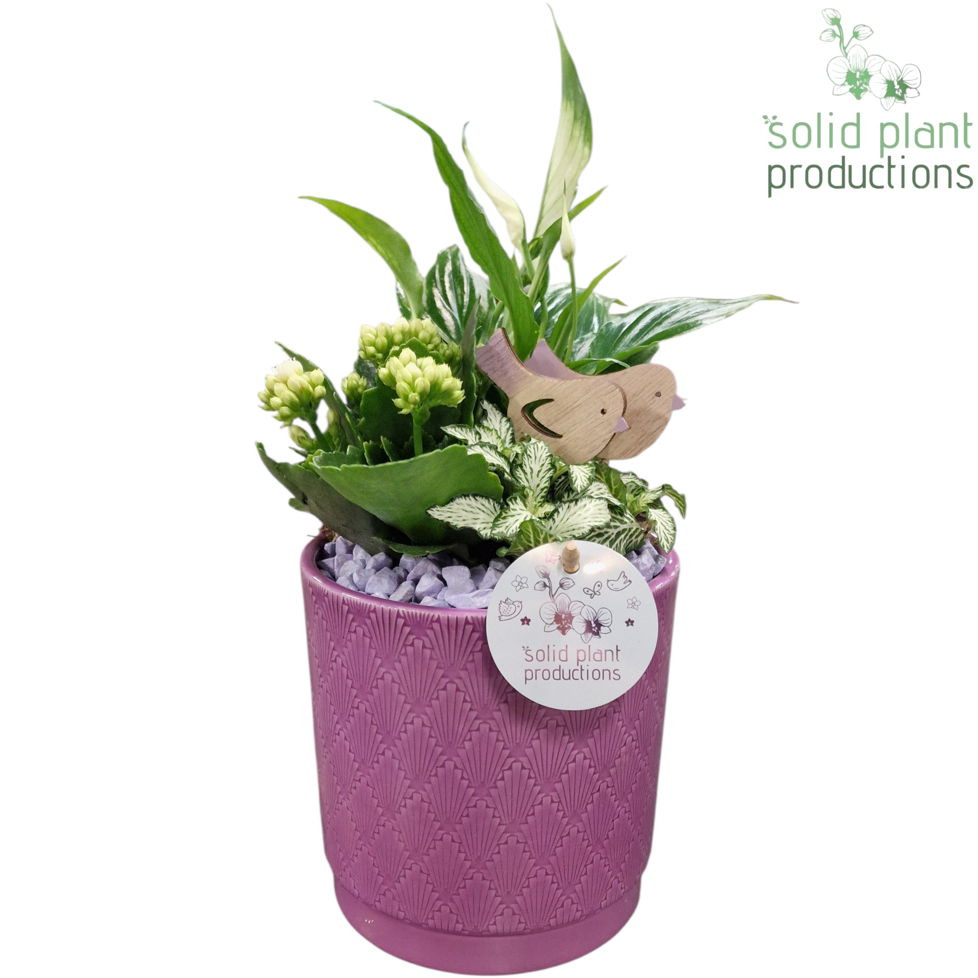 SP001 Amy Lila, D 13