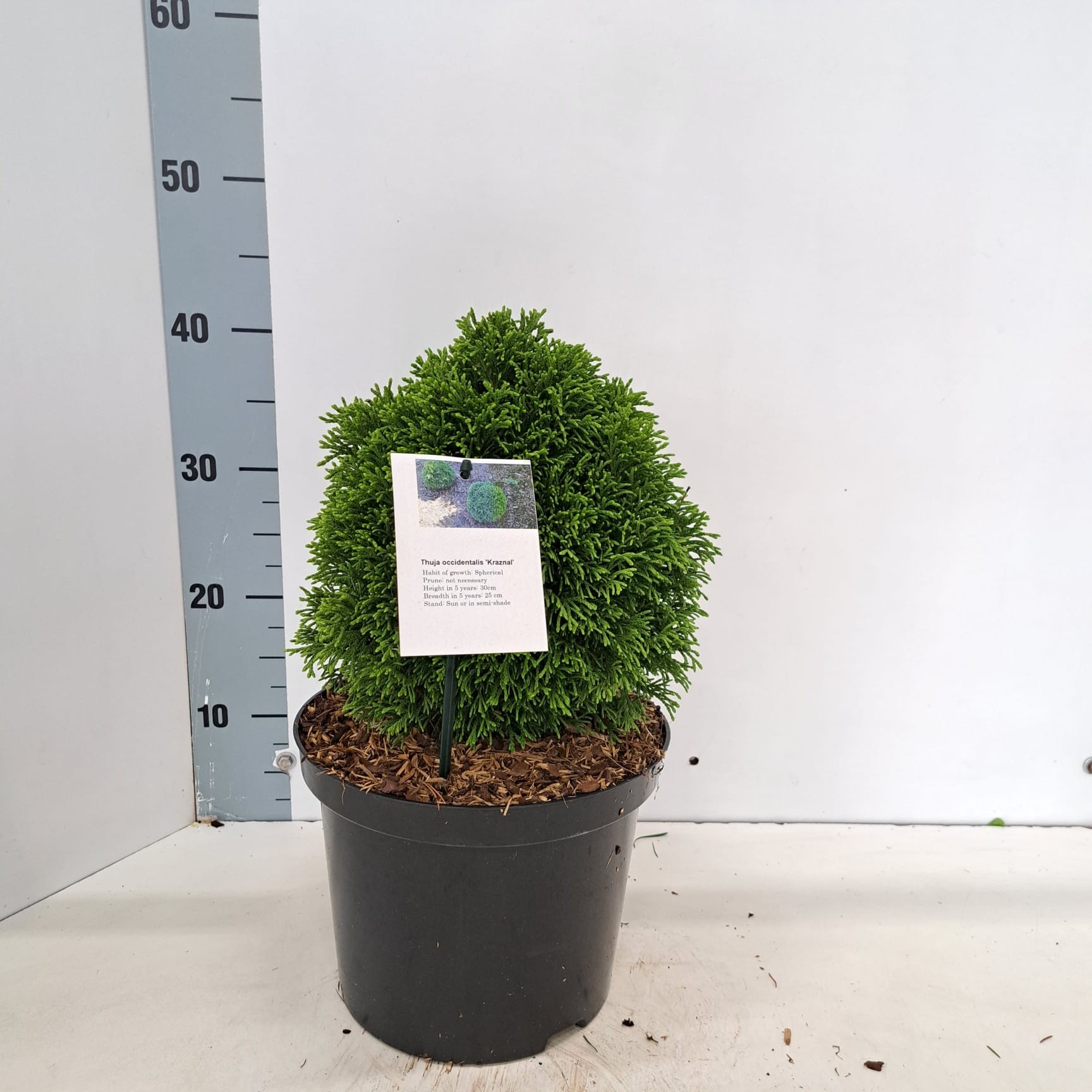 Thuja occ. 'Kraznal', D 17
