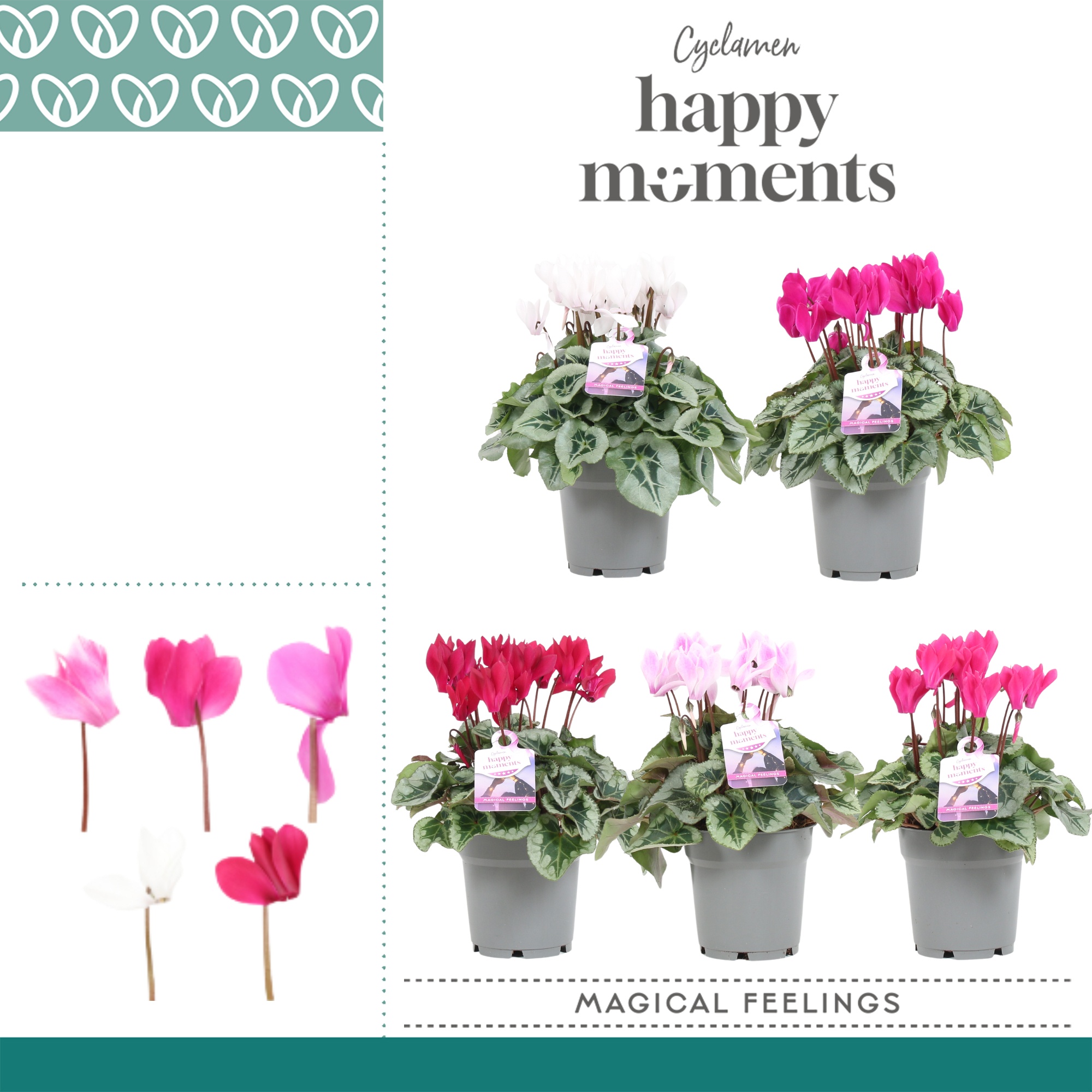 Cyclaam Magical Feelings, D 12 cm