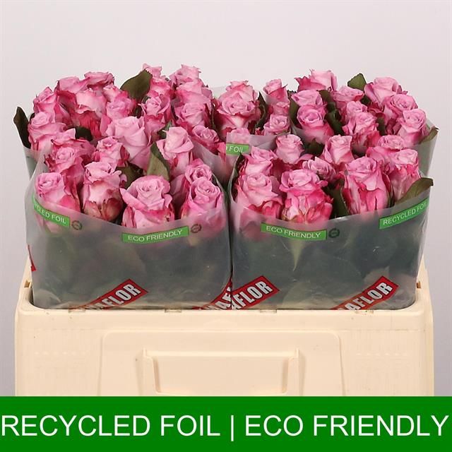 Роза од. Маритим 50, шт.