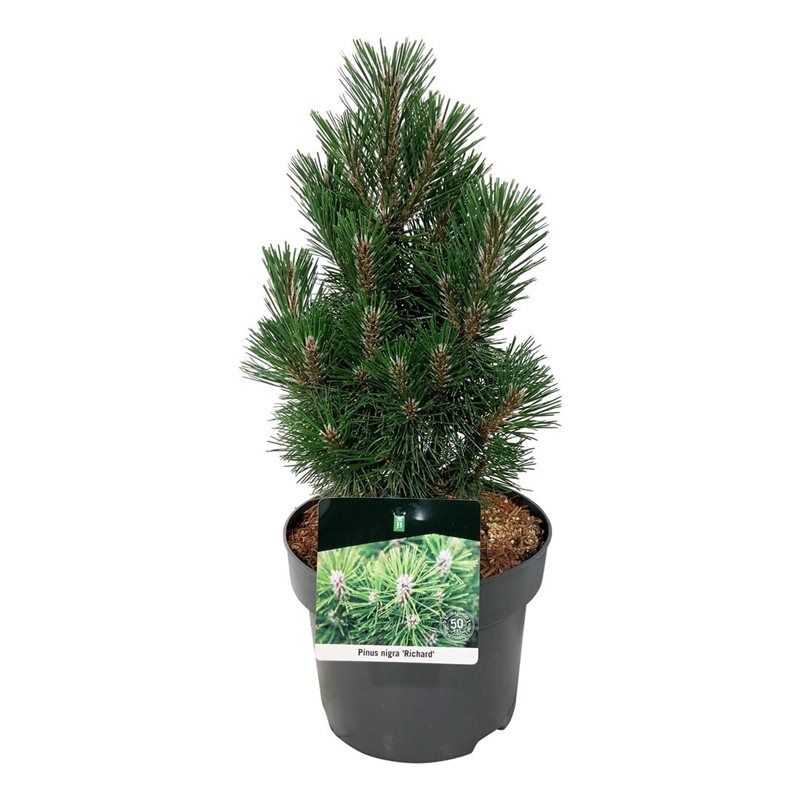 Pinus nigra 'Richard', D 21