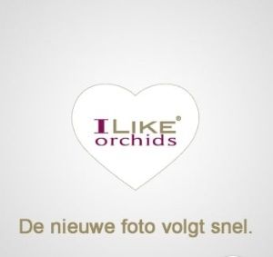 Duetto Multi - overig M690, D 17