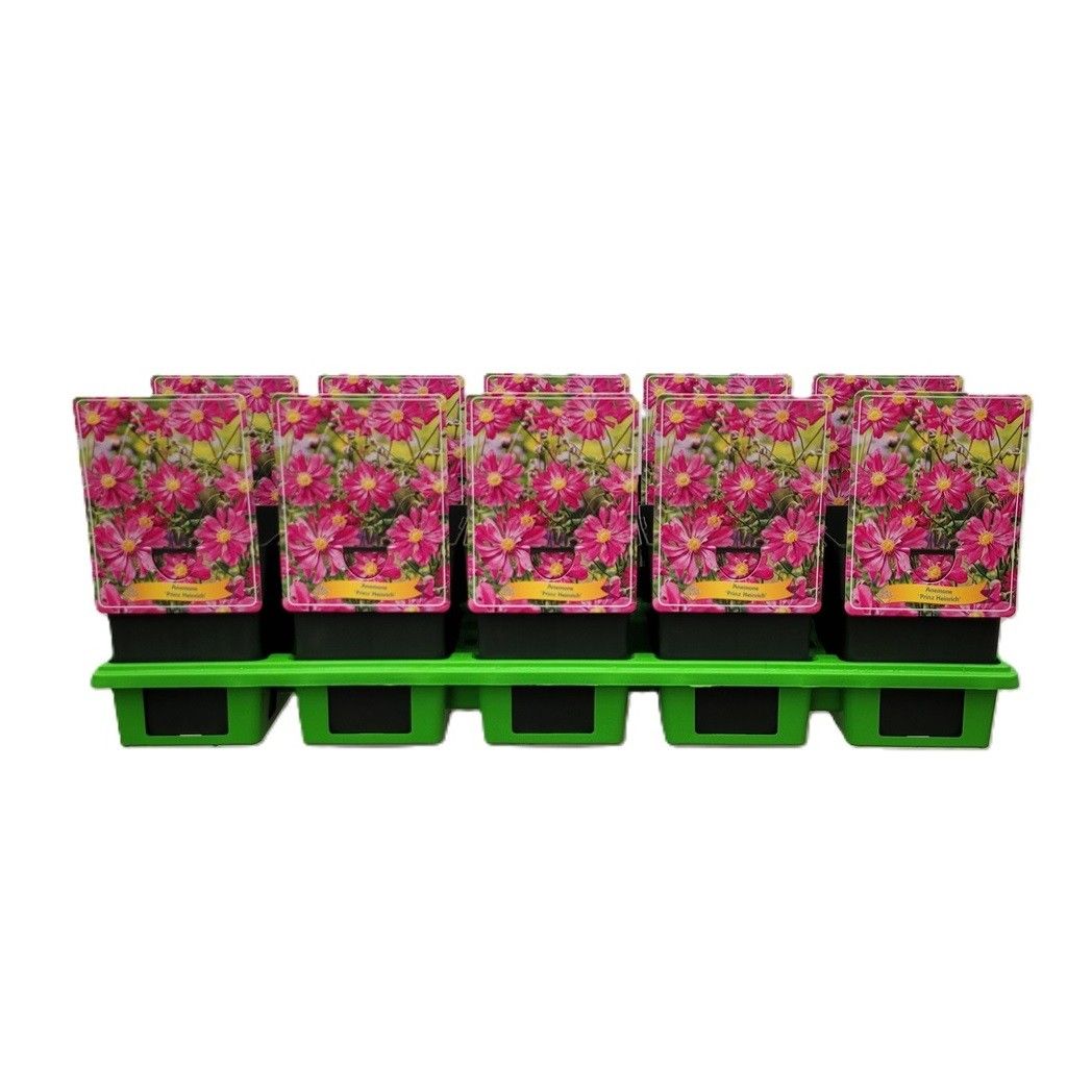 Anemone 'Prinz Heinrich' P11, D 11