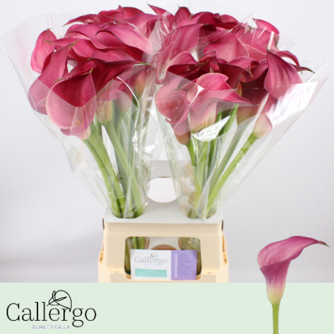 Калла Пинк Джевел 70, шт.