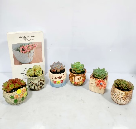 Кьюти Суккулент 圆瓷盆 12