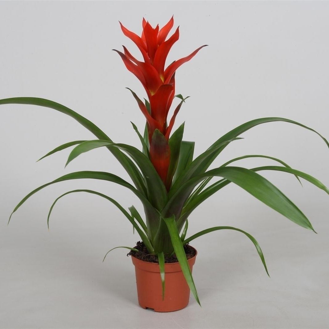 Guzmania 'Ostara', D 9