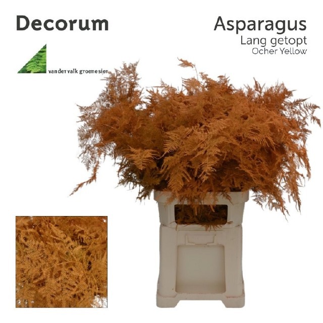 Аспарагус Овериг Крашеный (краш. ) 85, шт.