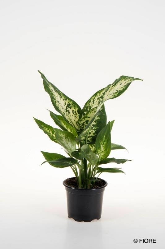 DIEFFENBACHIA MACULATA 'COMPACTA', D 9