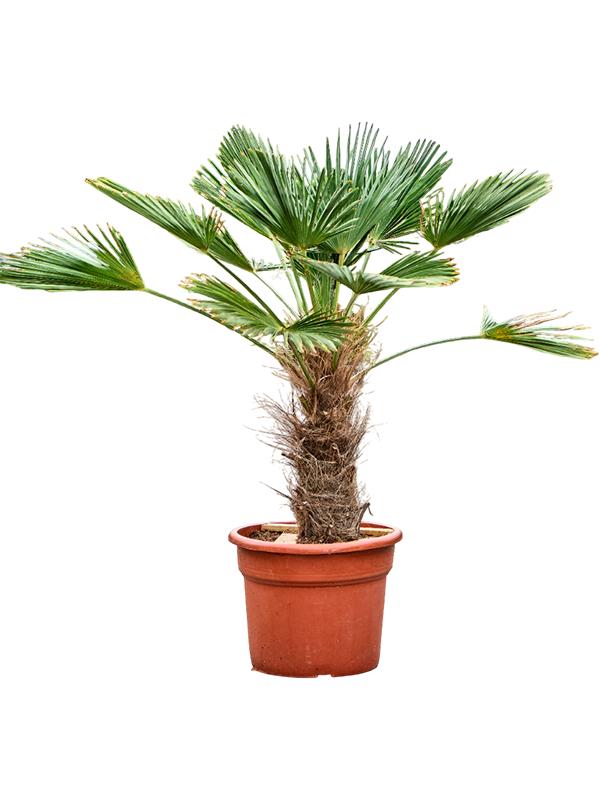 Trachycarpus wagnerianus, D 35