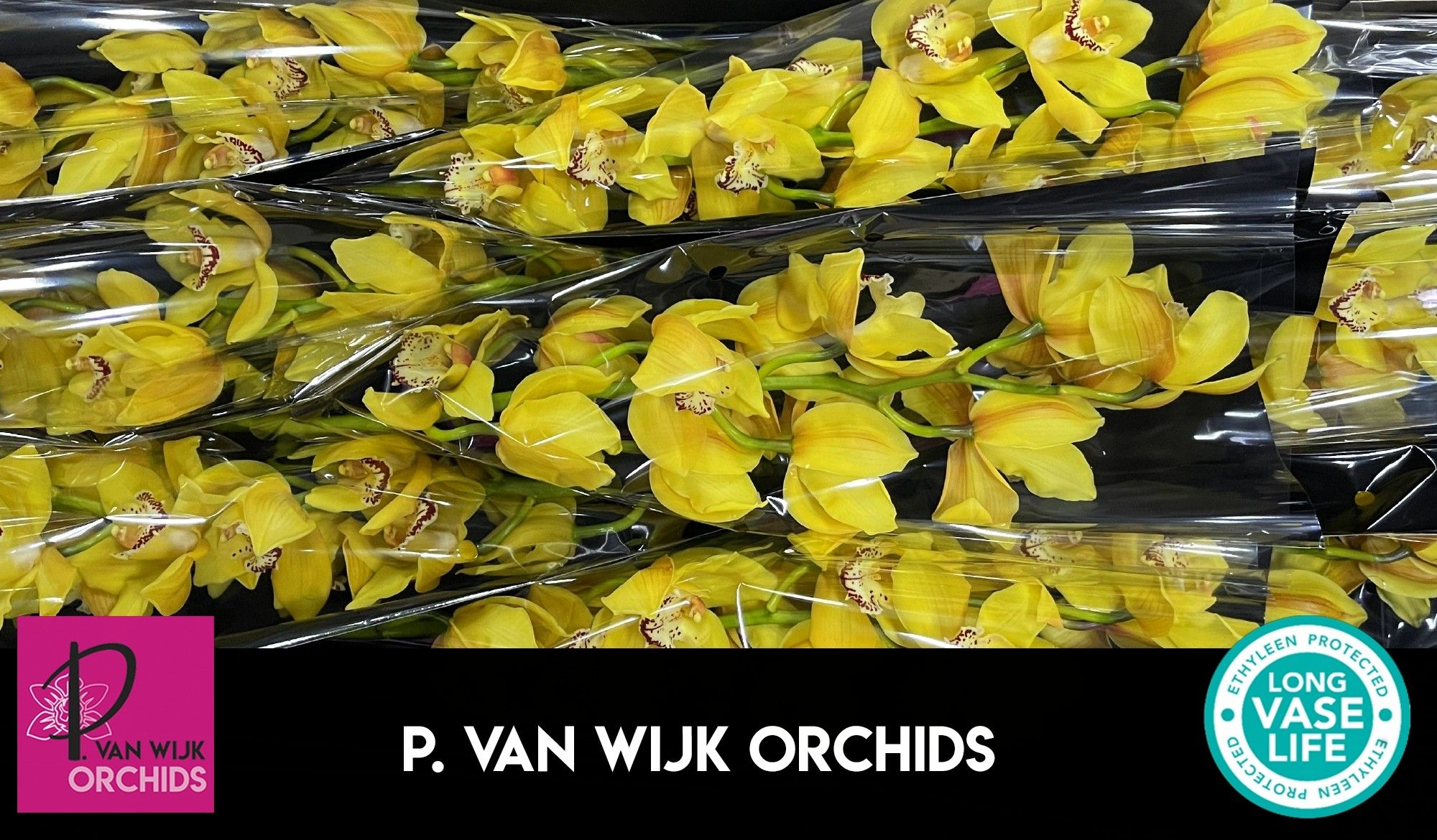 Цимбидиум Дэй Дрим x9 60, шт.