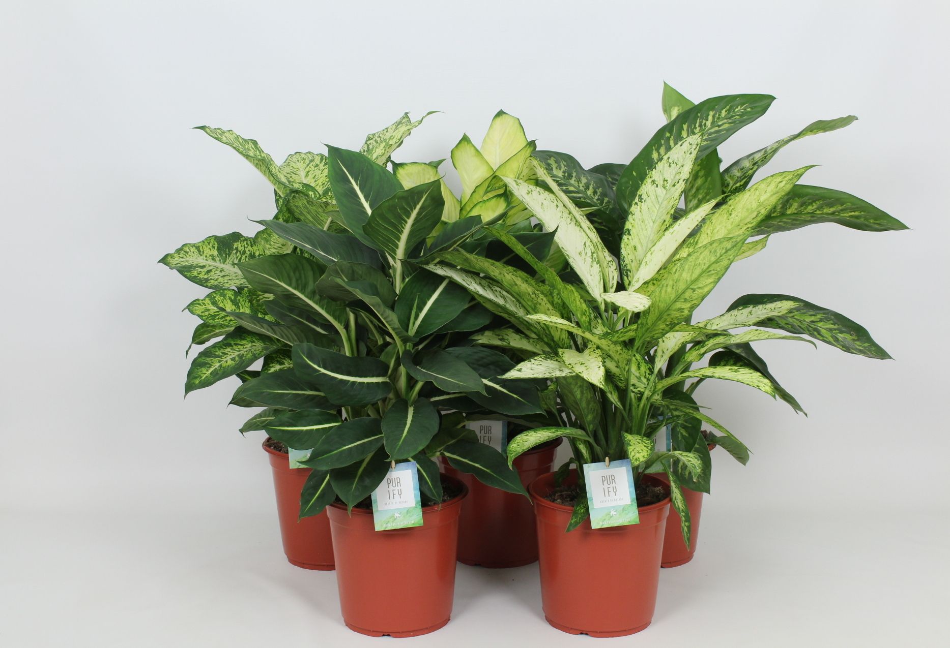 Purify Dieffenbachia Gemengd Luxe 24 cm, D 24