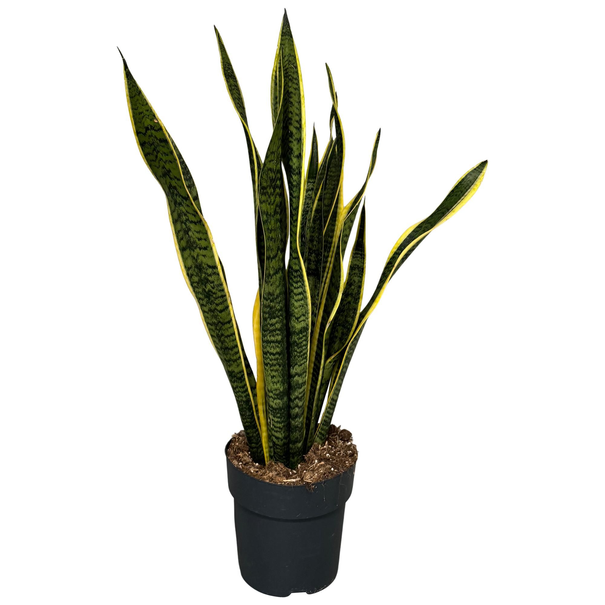 Sansevieria Laurentii, D 21