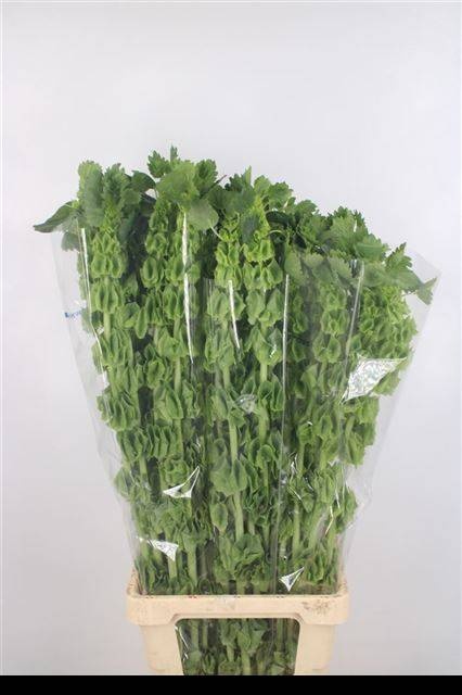 Молюцелла Овериг за стебель 90 (зел.), шт.