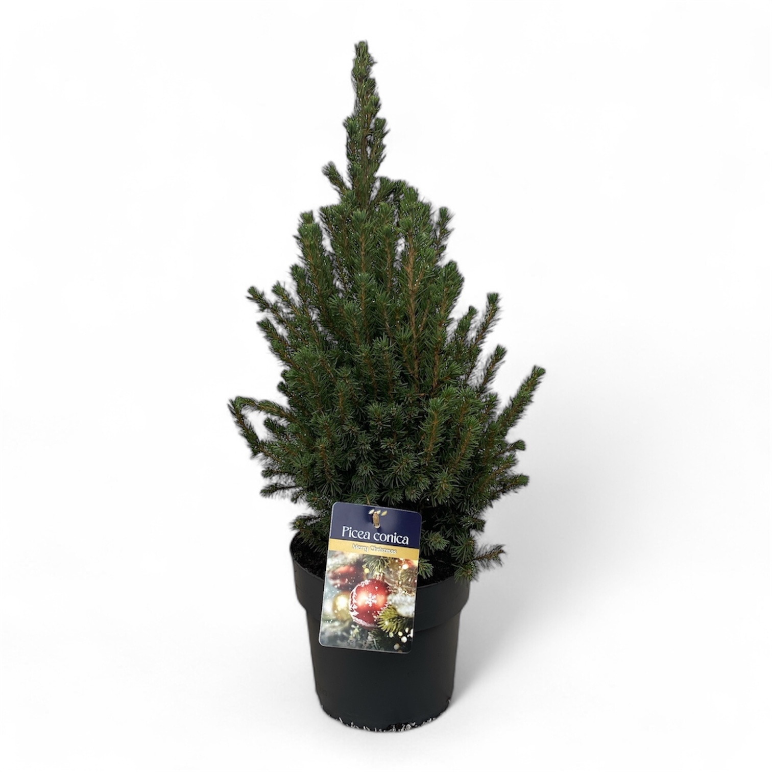 Picea gl. 'Conica' 40-50 cm Antraciet ( 50-60 cm ), D 19 cm