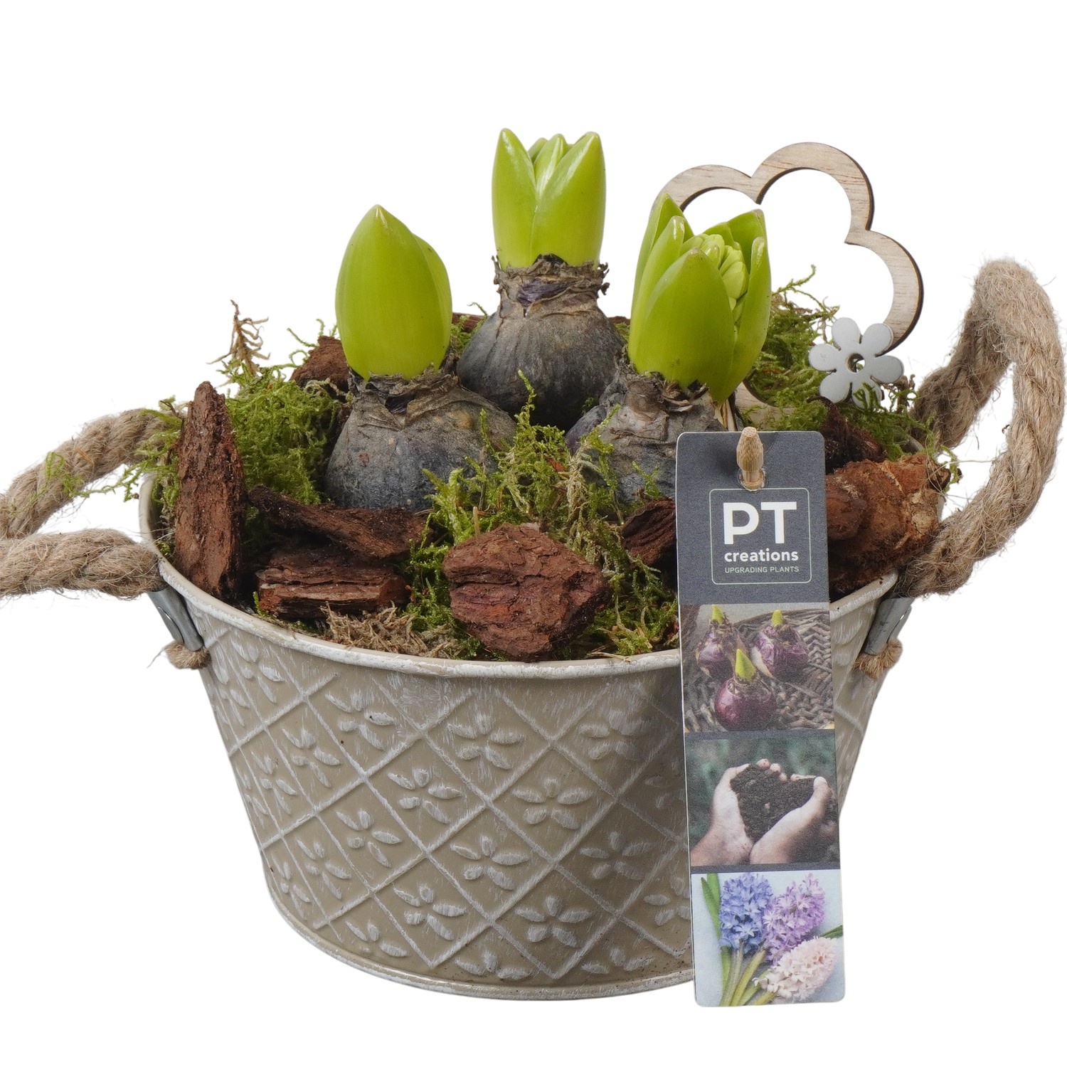 PTHC9131 Arrangement Hyacints in zink pot, D 18
