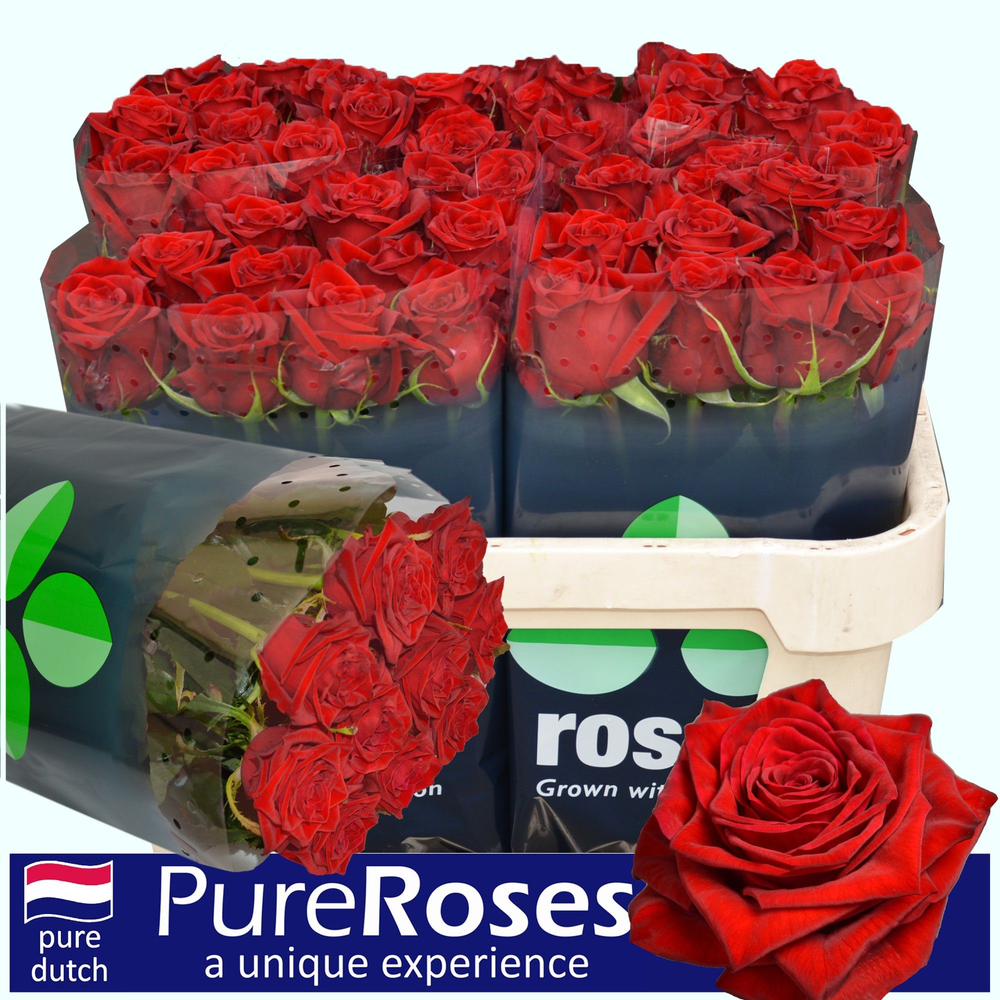 Роза од. Тестаросса 70, шт.