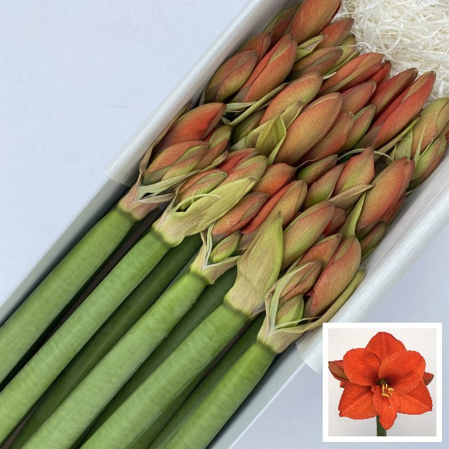 Амарилис Наранья (оранж.) x15, шт.