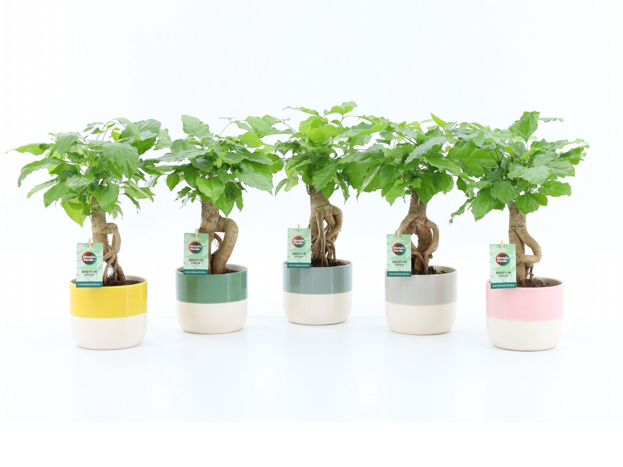 Radermachera Bonsai in Two-Tone keramiek, D 14 cm Radermachera Bonsai in Two-Tone keramiek, D 14 cm