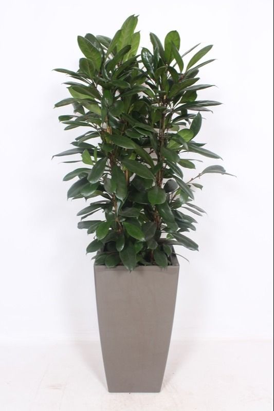 Ficus Cyathistipula in Piza pot "taupe", D 40
