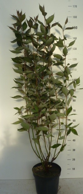 Cornus alba Nightfall (Verpaalen3 ®), D 27