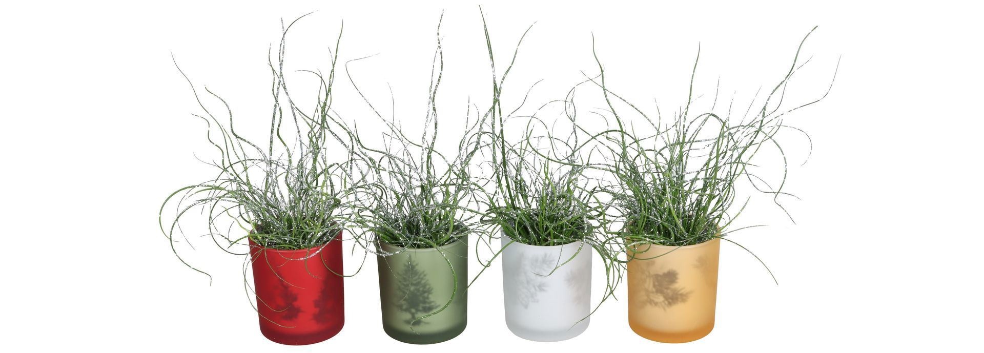 L 67430 With Juncus 'Spiralis' Glitter 6 cm, D 6