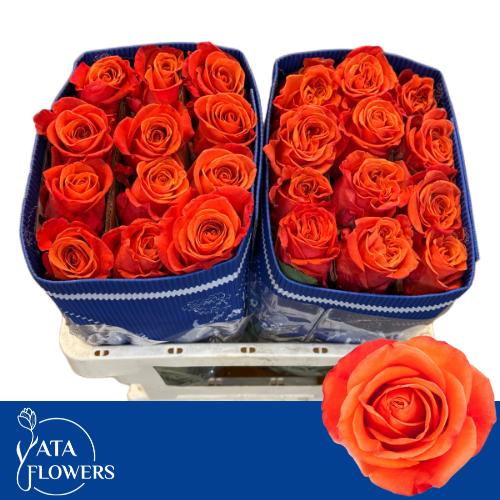 Роза од. Оранж Краш 60, шт.
