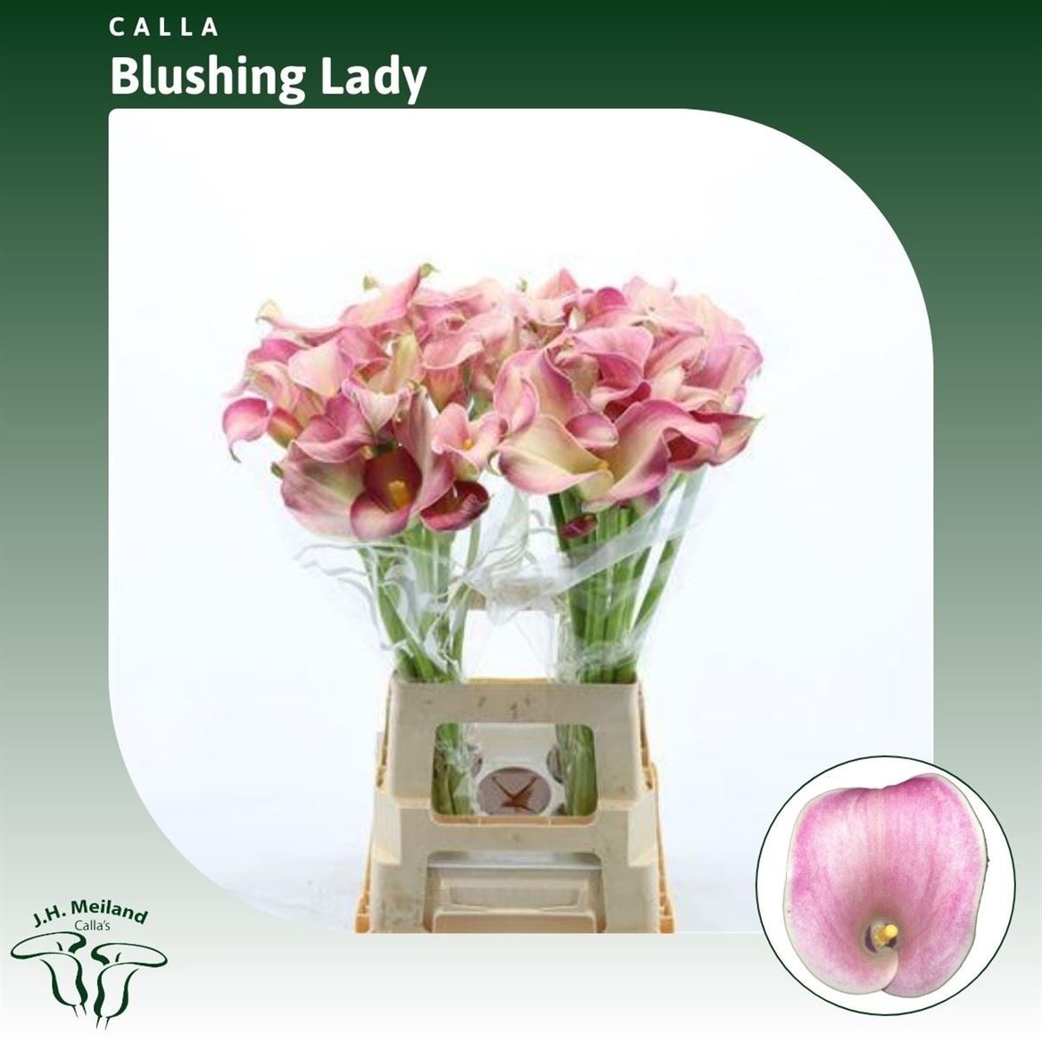 Калла Блашин Леди 80, шт.