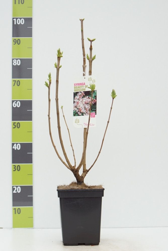 Syringa 'Beauty of Moscow' C 4,6, D 23