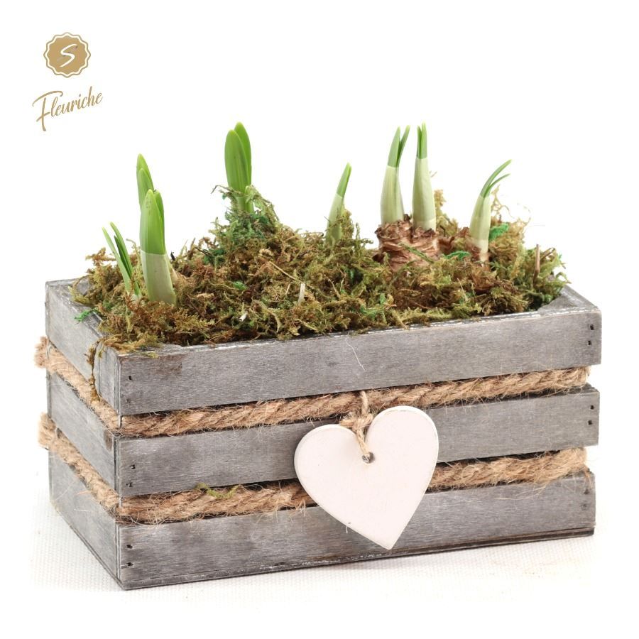 (DN490) Narcissus Julie [M] Mos, D 11 cm