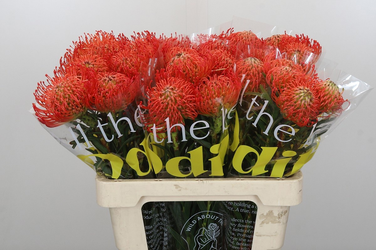 Нутанс Саксешн (оранж.) 60, шт.