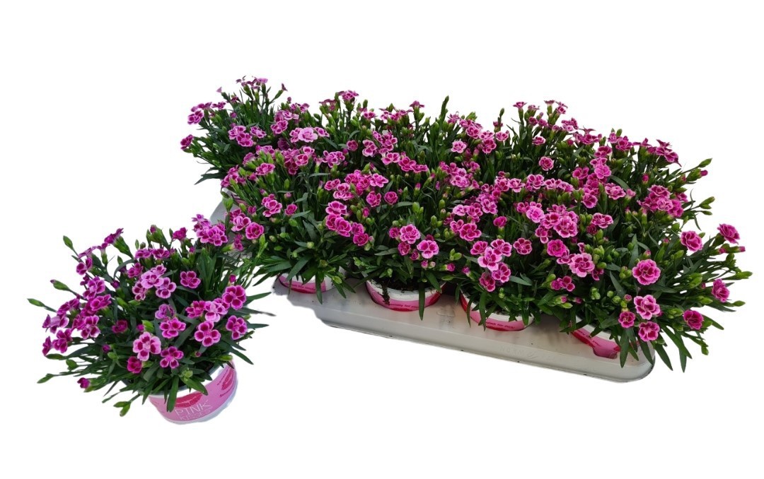 Dianthus Pink Kisses Ned - RKT rapport beschikbaar, D 12