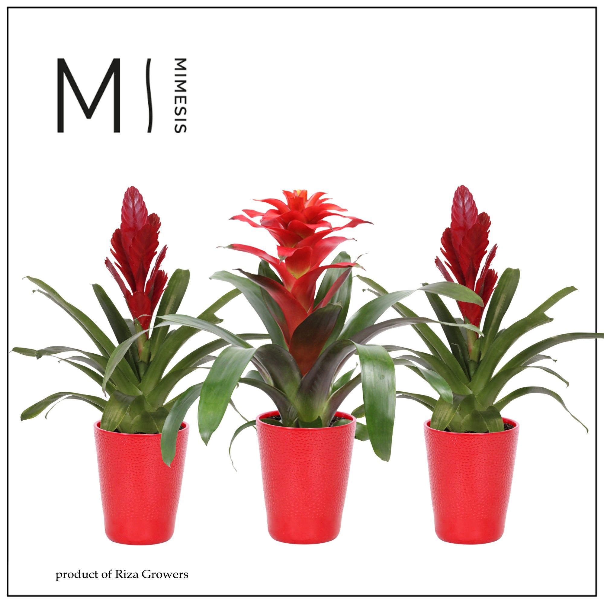 Bromelia Red - 13cm in Florence | Mimesis, D 12