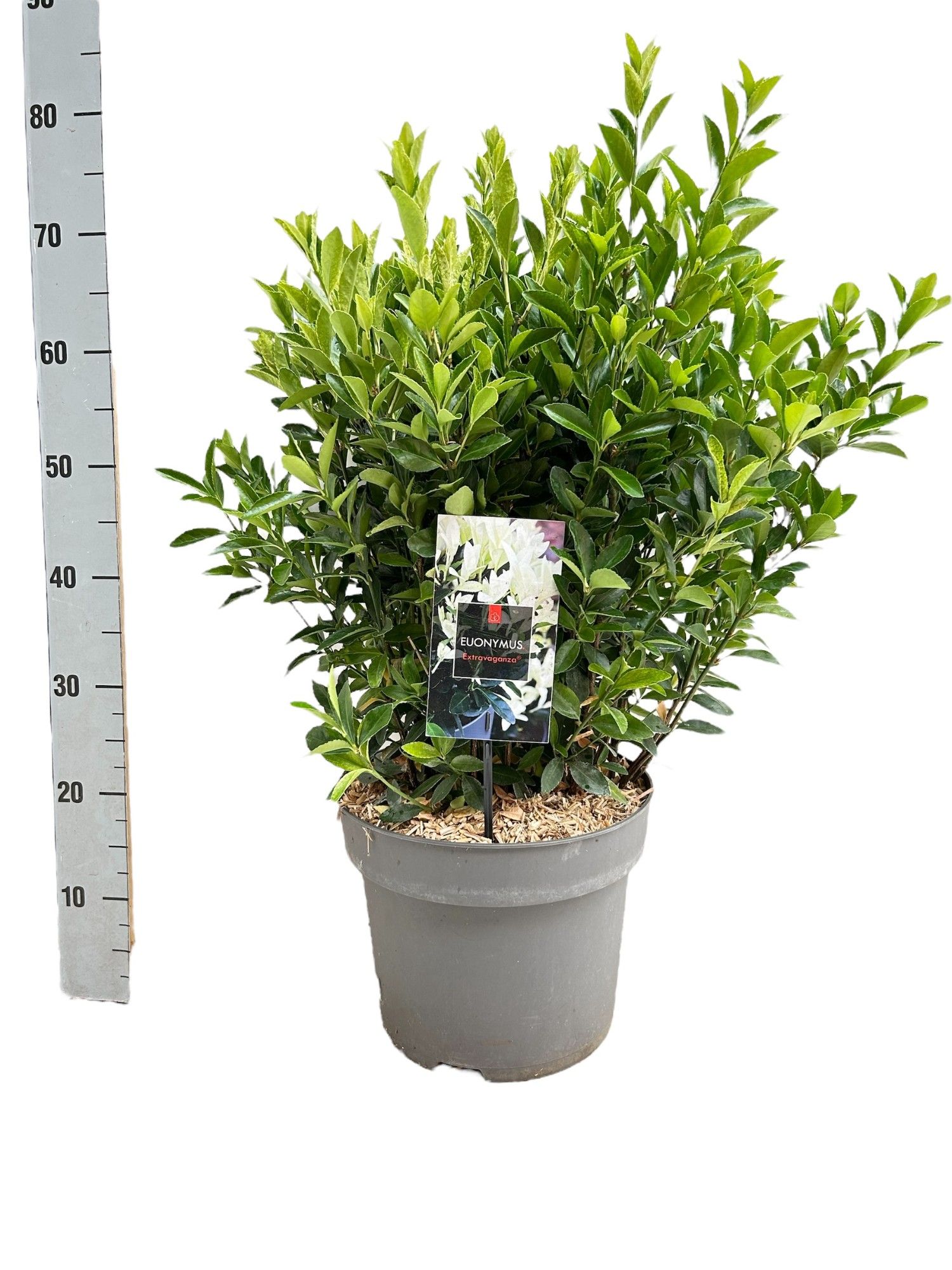 Euonymus japonicus 'Extravaganza' C10, D 29